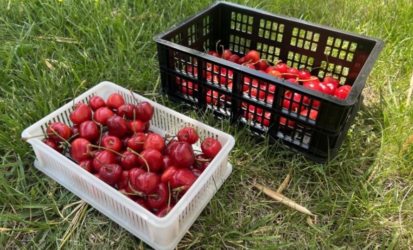 Cherry Trays for Sale